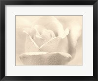 Framed White Rose