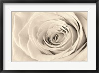 Framed Cream Rose