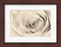 Framed Cream Rose
