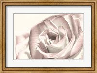Framed Blush Rose I
