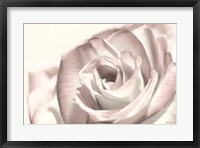 Framed Blush Rose I