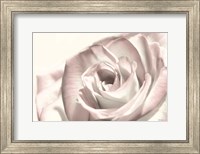 Framed Blush Rose I