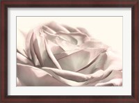 Framed Blush Rose II