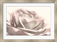 Framed Blush Rose II