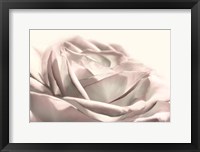 Framed Blush Rose II