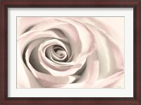 Framed Blush Rose III