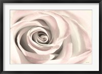 Framed Blush Rose III