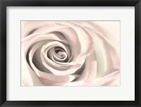 Framed Blush Rose III