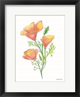 Framed California Poppies