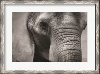 Framed Elephant