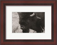 Framed Yellowstone Bison