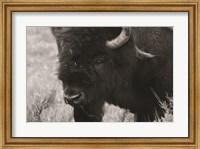 Framed Yellowstone Bison