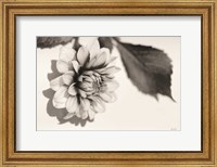 Framed White Dahlia I