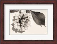 Framed White Dahlia I