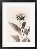 Framed White Dahlia II