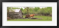 Framed Country Cows