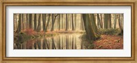 Framed Healing Power of Forests