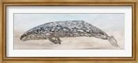 Framed Whale Color II