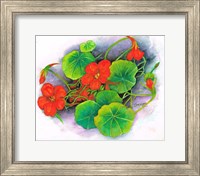 Framed Nasturtiums