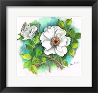 Framed White Rose
