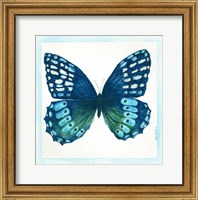 Framed Butterfly I