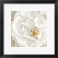 Framed 'Neutral Rose No. 3' border=