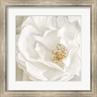 Framed 'Neutral Rose No. 3' border=