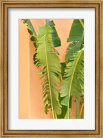 Framed Tropical Dream III