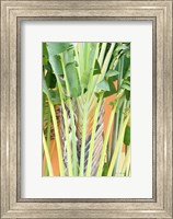 Framed Tropical Dream IV