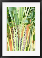 Tropical Dream IV Framed Print