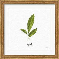 Framed Herbs VII White