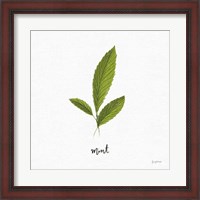 Framed Herbs VII White