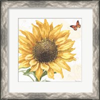 Framed Sunflower Splendor IX