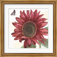 Framed Sunflower Splendor X