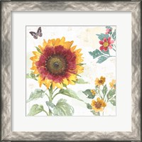 Framed Sunflower Splendor VII