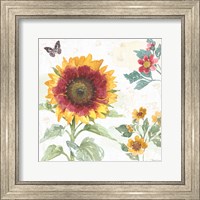 Framed Sunflower Splendor VII