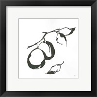 Framed 'Plums I BW' border=