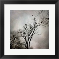 Framed Heron Rookery