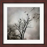 Framed Heron Rookery