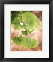 Framed Sprouting Ginkgo IV