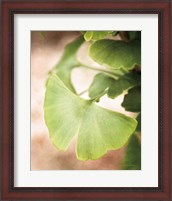 Framed Sprouting Ginkgo III