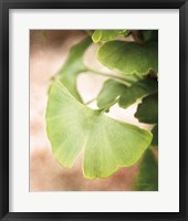 Framed Sprouting Ginkgo III