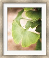 Framed Sprouting Ginkgo III