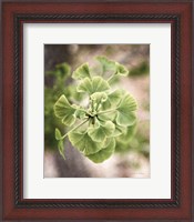 Framed Sprouting Ginkgo II