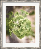Framed Sprouting Ginkgo II