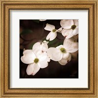 Framed White Dogwood III