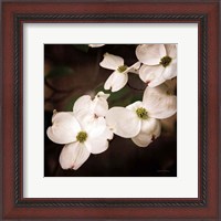 Framed White Dogwood III