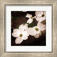 Framed White Dogwood III