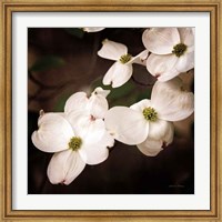 Framed White Dogwood III