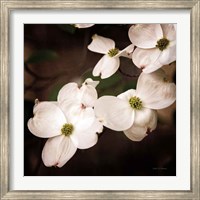 Framed White Dogwood III